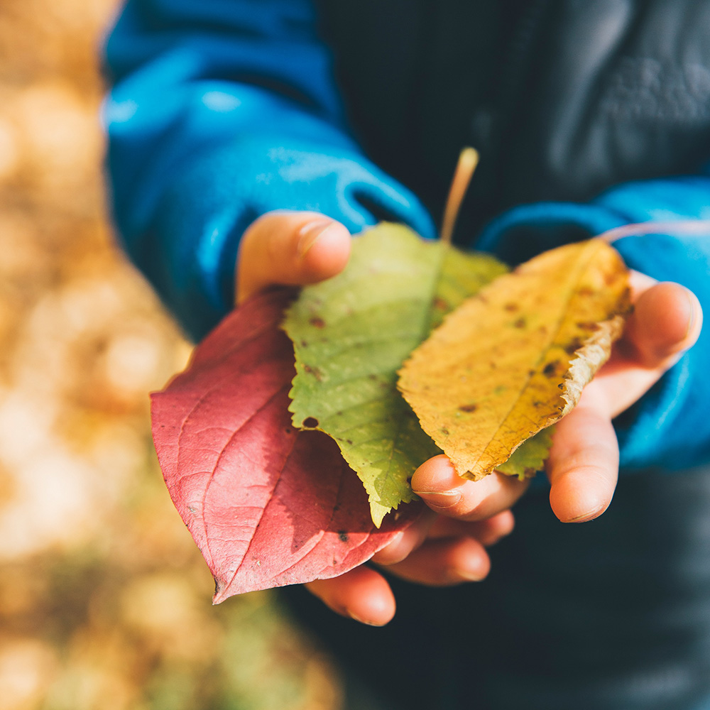 A hand holding leaves